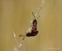 Sechsfleck-Widderchen Zygaena filipendulae