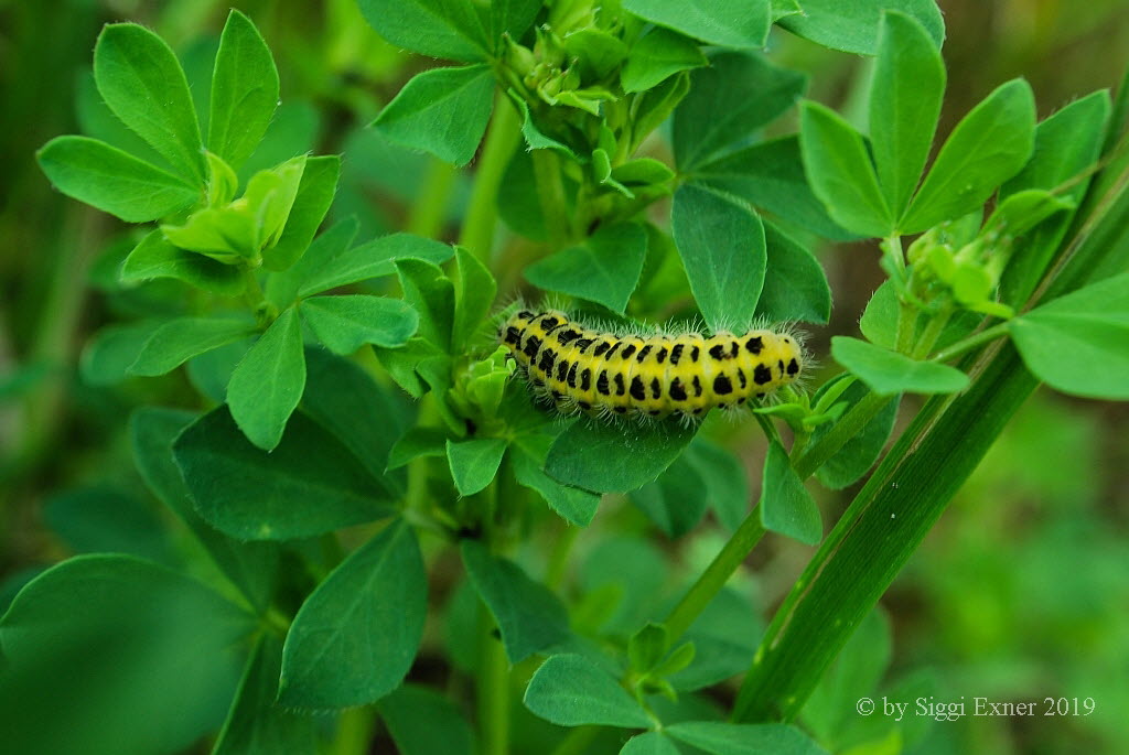 Sechsfleck-Widderchen Zygaena filipendulae