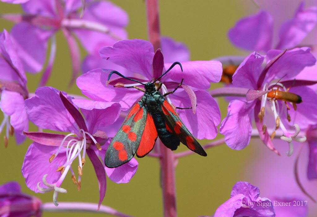 Sechsfleck-Widderchen Zygaena filipendulae