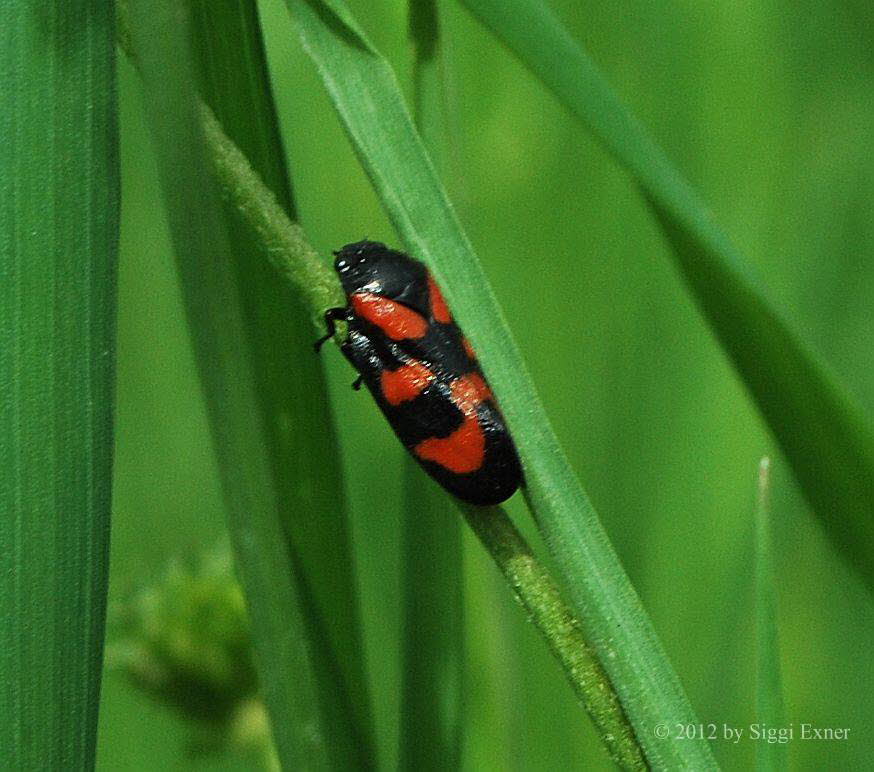 Gemeine Blutzikade Cercopis vulnerata