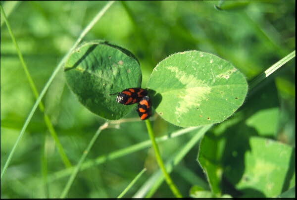 Gemeine Blutzikade Cercopis vulnerata