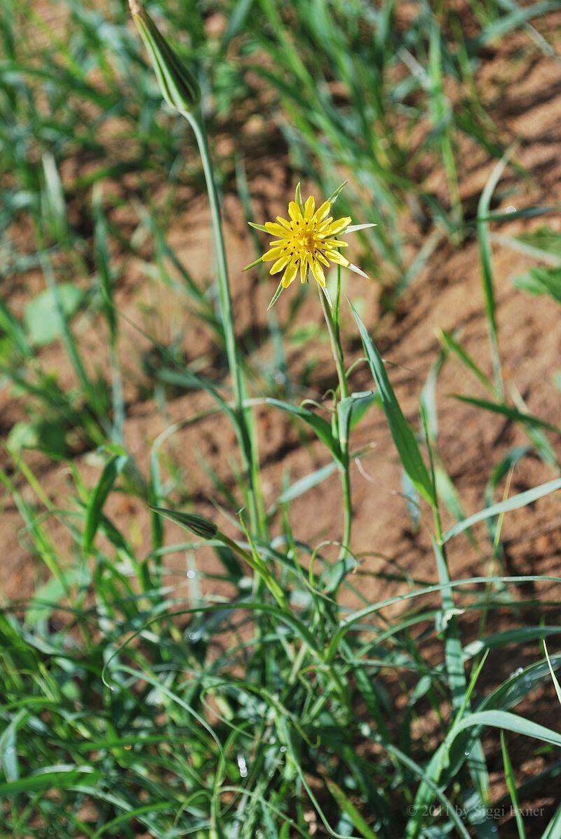 Bocksbart, Wiesen- Tragopogon pratensis L.