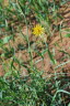 Bocksbart, Wiesen- Tragopogon pratensis L.