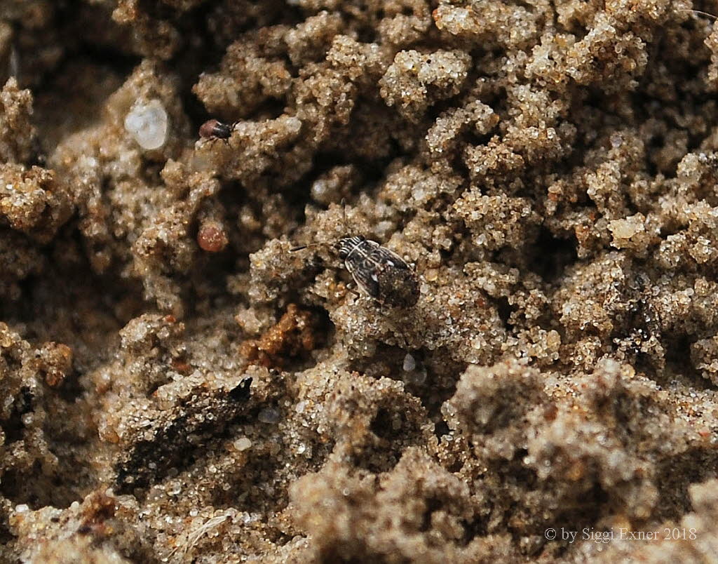 Nysius ericae