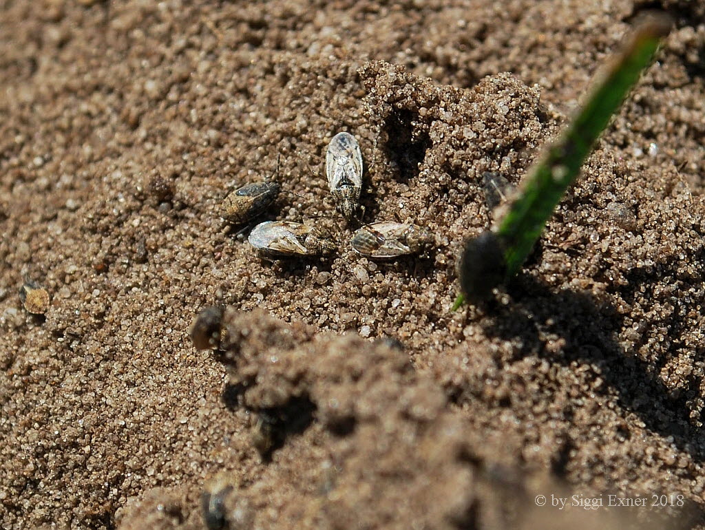 Nysius cf ericae