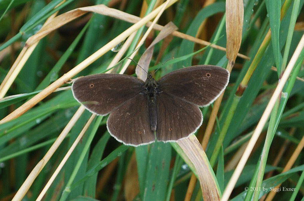 Brauner Waldvogel Aphantopus hyperantus