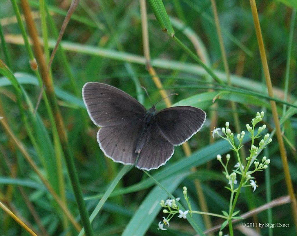 Brauner Waldvogel Aphantopus hyperantus