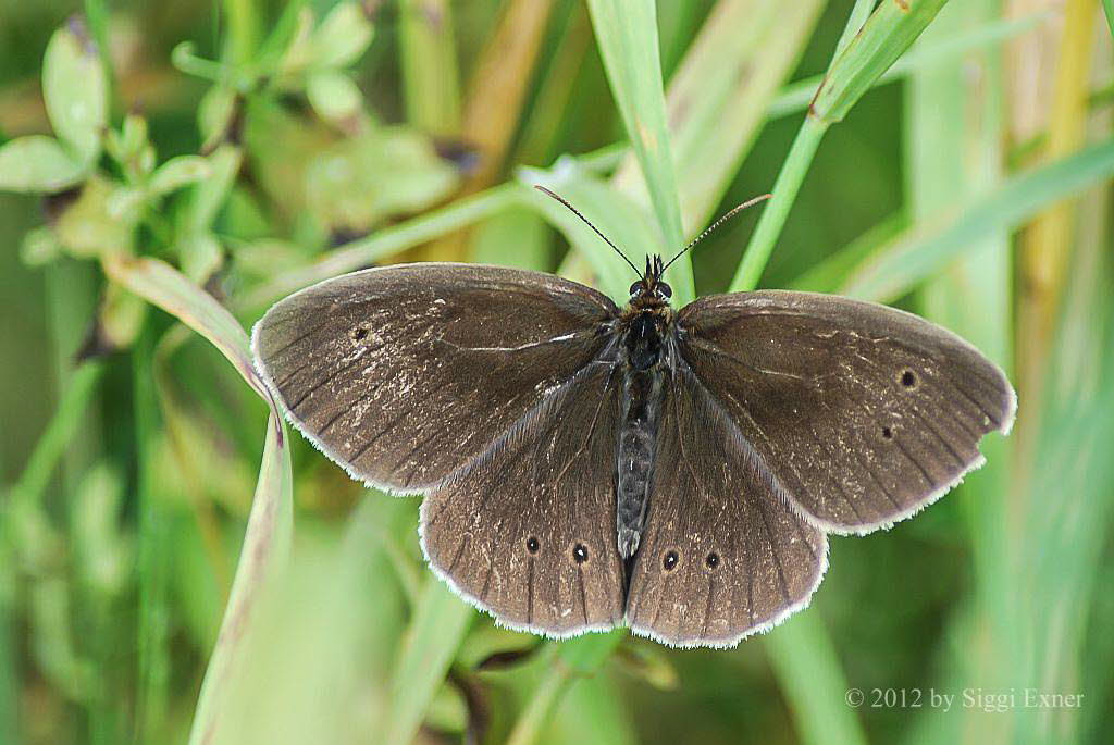 Brauner Waldvogel Aphantopus hyperantus