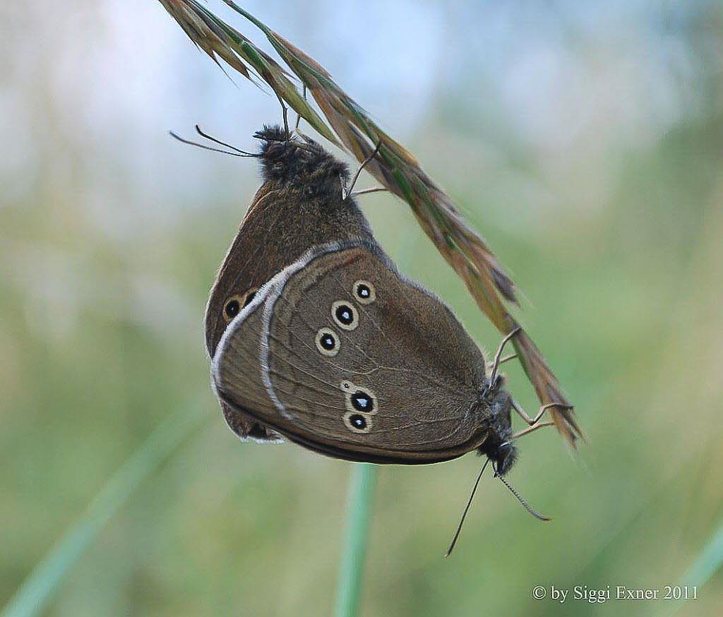 Brauner Waldvogel Aphantopus hyperantus