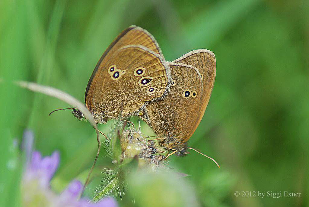 Brauner Waldvogel Aphantopus hyperantus