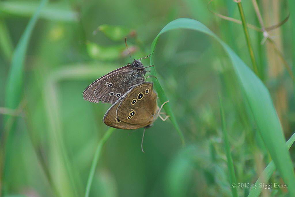 Brauner Waldvogel Aphantopus hyperantus