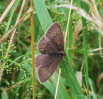 Brauner Waldvogel Aphantopus hyperantus