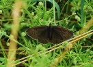 Brauner Waldvogel Aphantopus hyperantus