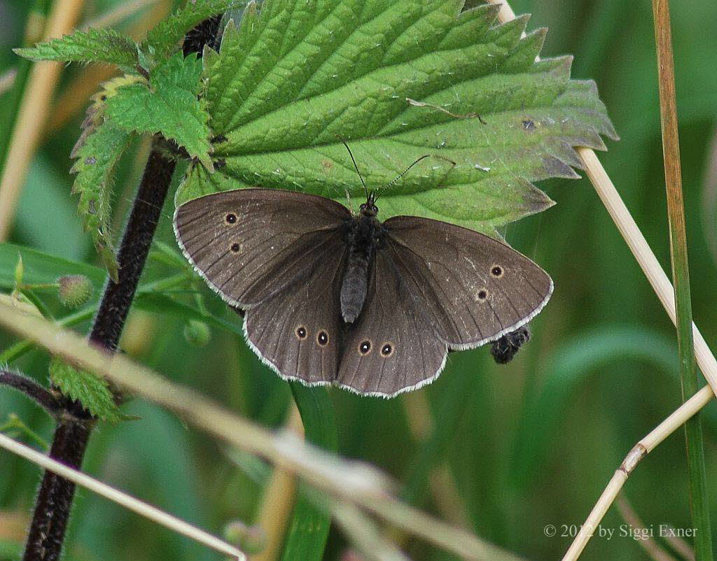 Brauner Waldvogel Aphantopus hyperantus