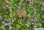 Brauner Waldvogel Aphantopus hyperantus