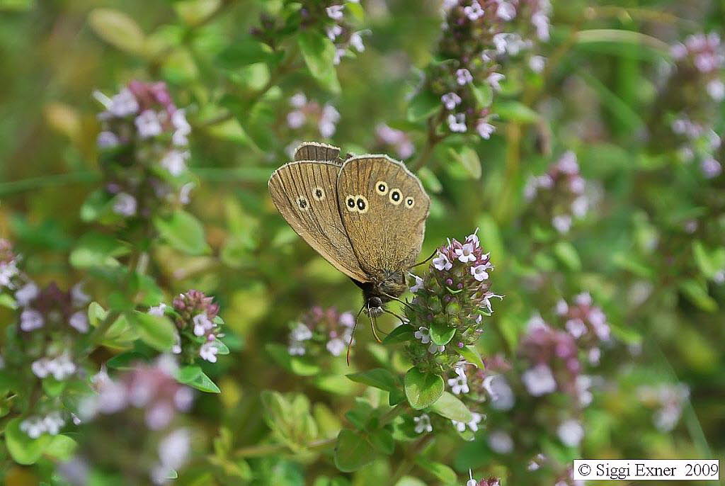 Brauner Waldvogel Aphantopus hyperantus