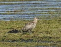 Groer Brachvogel Numenius arquata