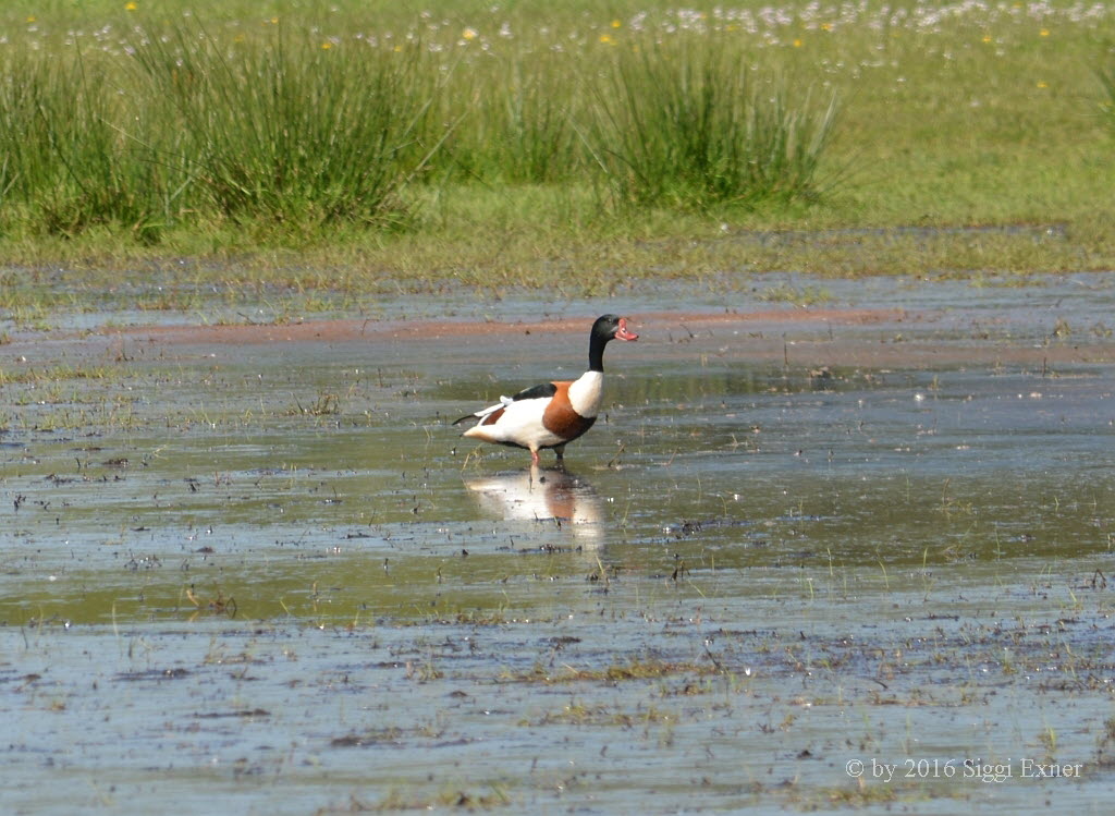 Brandgans (-ente) Tadorna tadorna