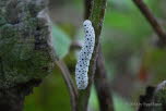 Braunwurz-Blattwespe Tenthedro scophulariae