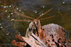 Braune-Mosaikjungfer Aeshna grandis