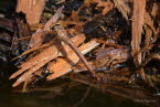 Braune-Mosaikjungfer Aeshna grandis