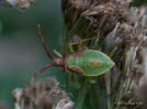 Braune Randwanze Gonocerus acuteangulatus