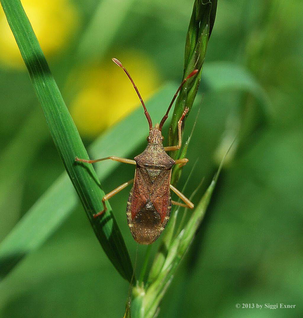 Braune Randwanze Gonocerus acuteangulatus