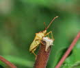 Braune Randwanze Gonocerus acuteangulatus