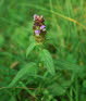 Braunelle, Kleine Prunlla vulgris