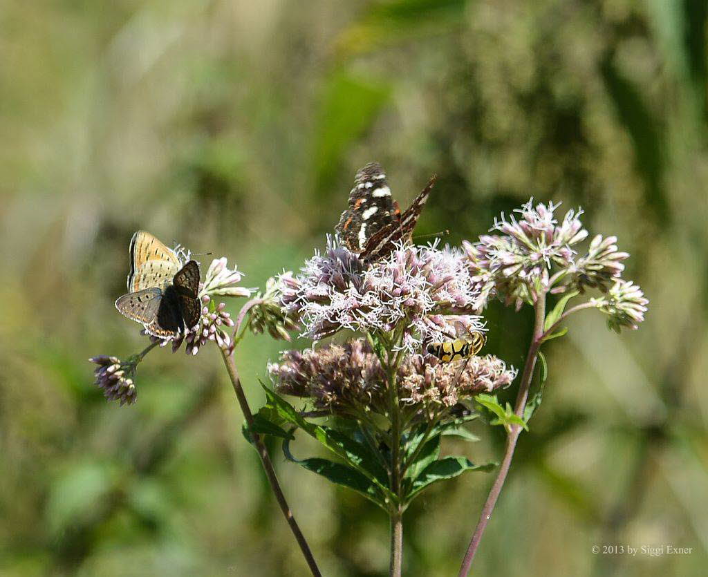 Brauner Feuerfalter Lycaena tityrus