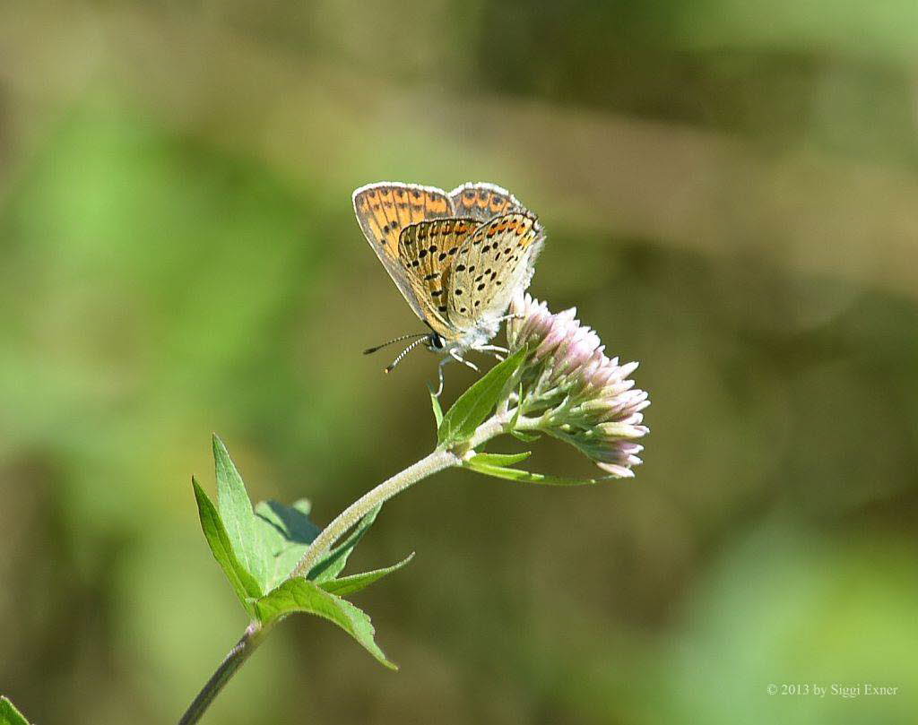 Brauner Feuerfalter Lycaena tityrus