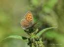 Brauner Feuerfalter Lycaena tityrus