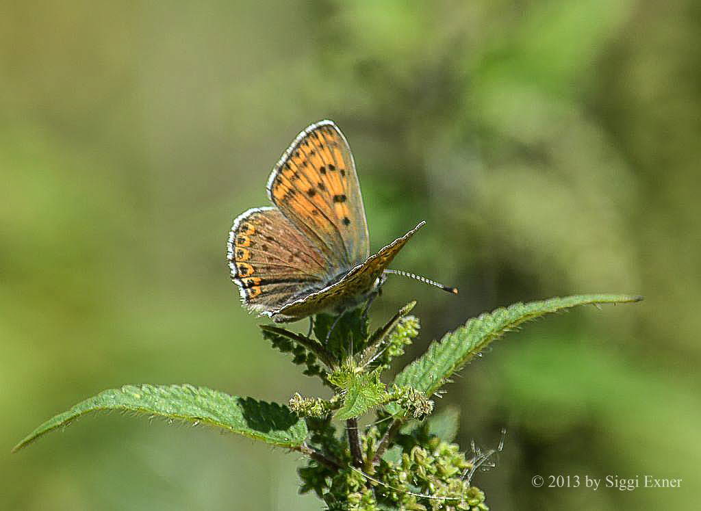Brauner Feuerfalter Lycaena tityrus