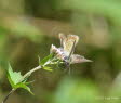 Brauner Feuerfalter Lycaena tityrus