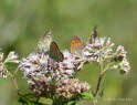 Brauner Feuerfalter Lycaena tityrus