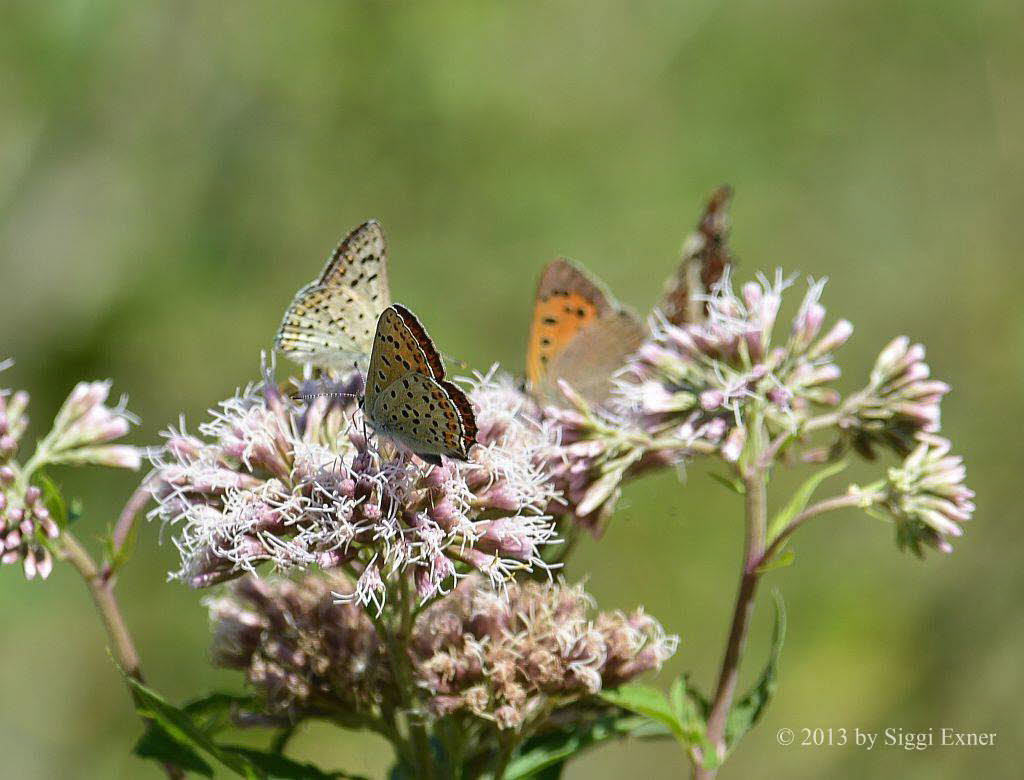 Brauner Feuerfalter Lycaena tityrus