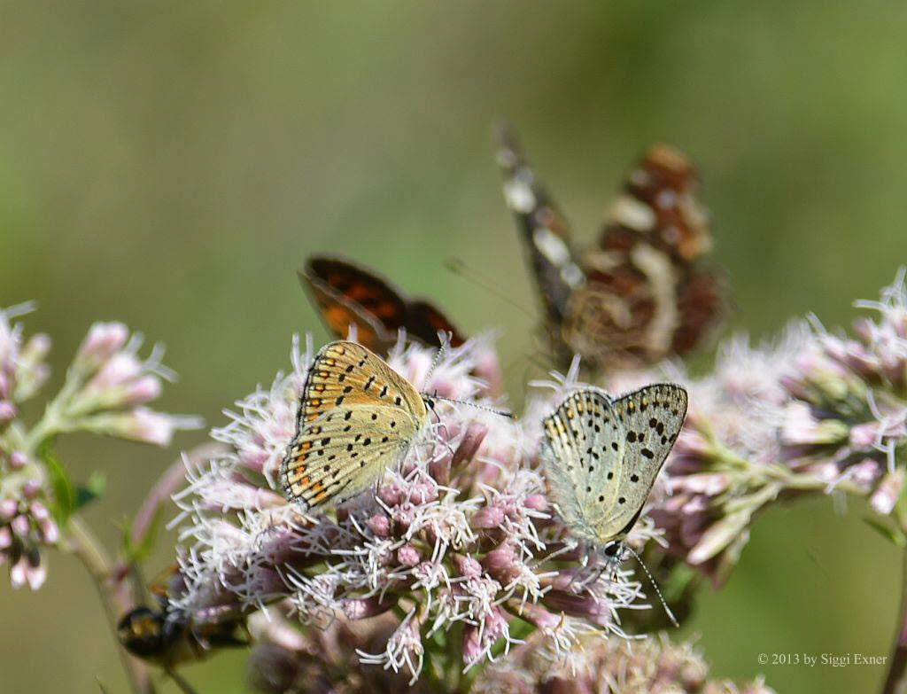 Brauner Feuerfalter Lycaena tityrus