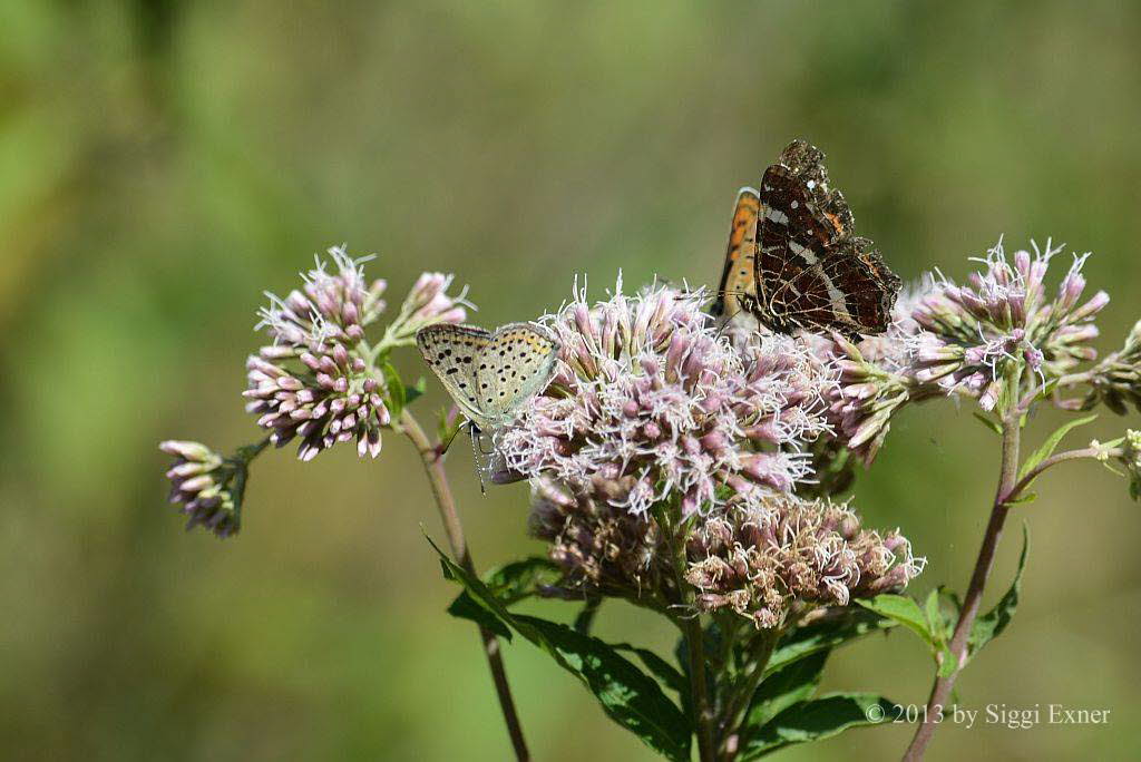 Brauner Feuerfalter Lycaena tityrus