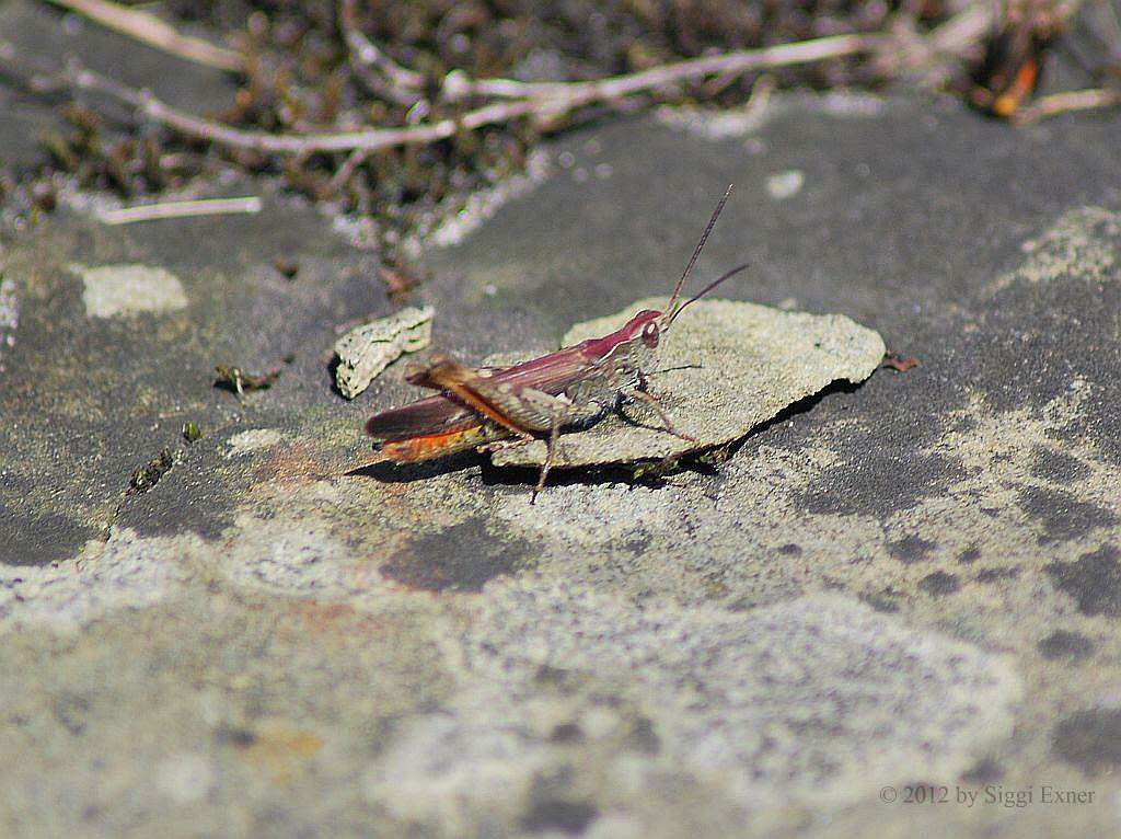 Brauner Grashpfer Chorthippus brunneus