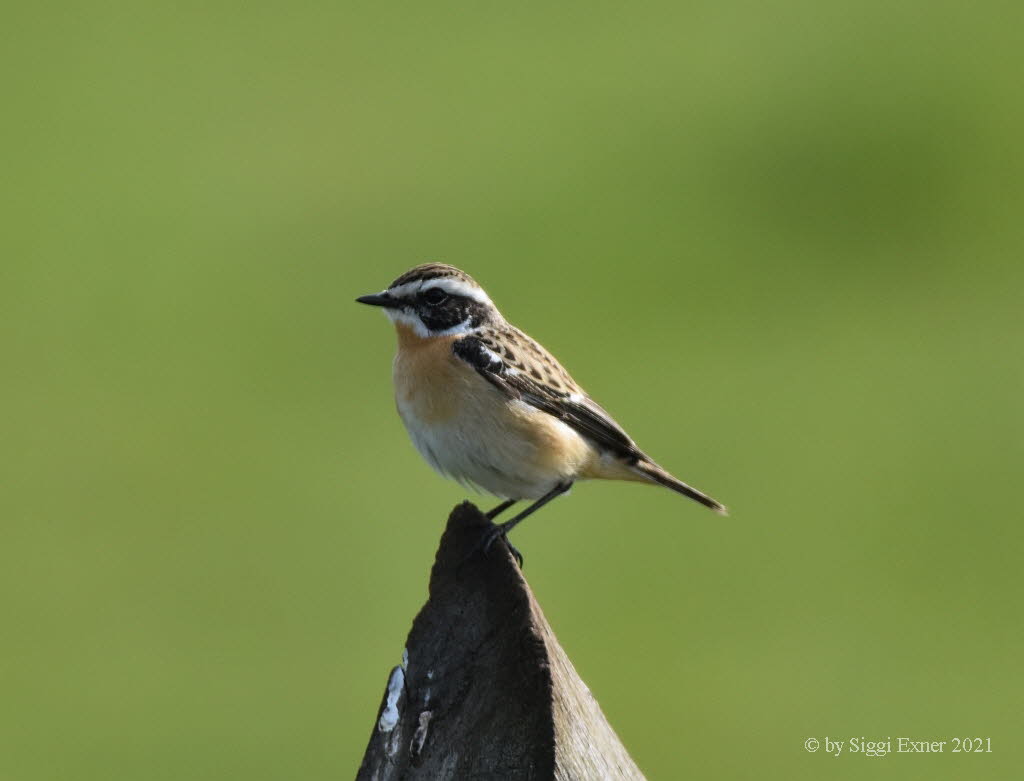 Braunkehlchen Saxicola rubetra