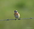 Braunkehlchen Saxicola rubetra