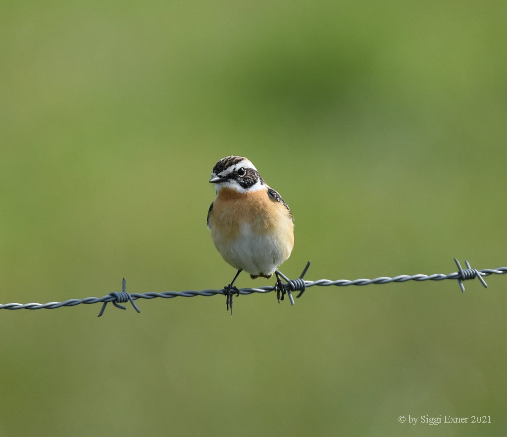 Braunkehlchen Saxicola rubetra