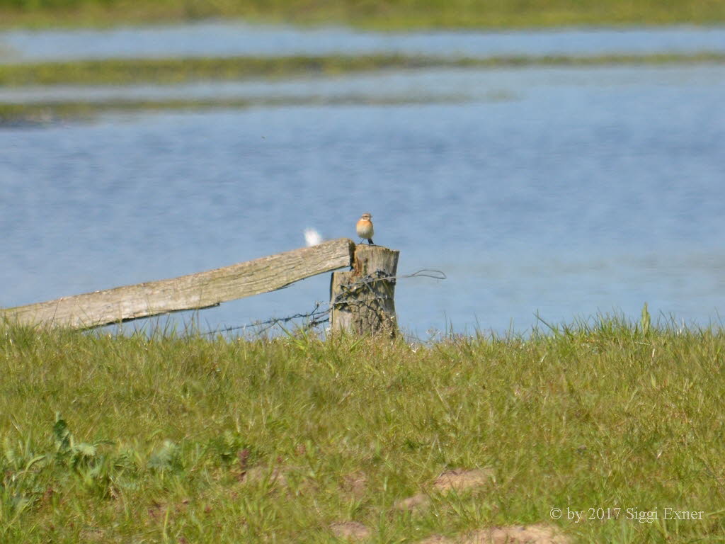 Braunkehlchen Saxicola rubetra