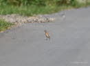 Braunkehlchen Saxicola rubetra