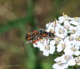 Braunrtlicher Spitzdeckenbock Stenopterus rufus