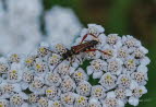 Braunrtlicher Spitzdeckenbock Stenopterus rufus