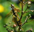 Braunwurz-Blattwespe Tenthedro scophulariae