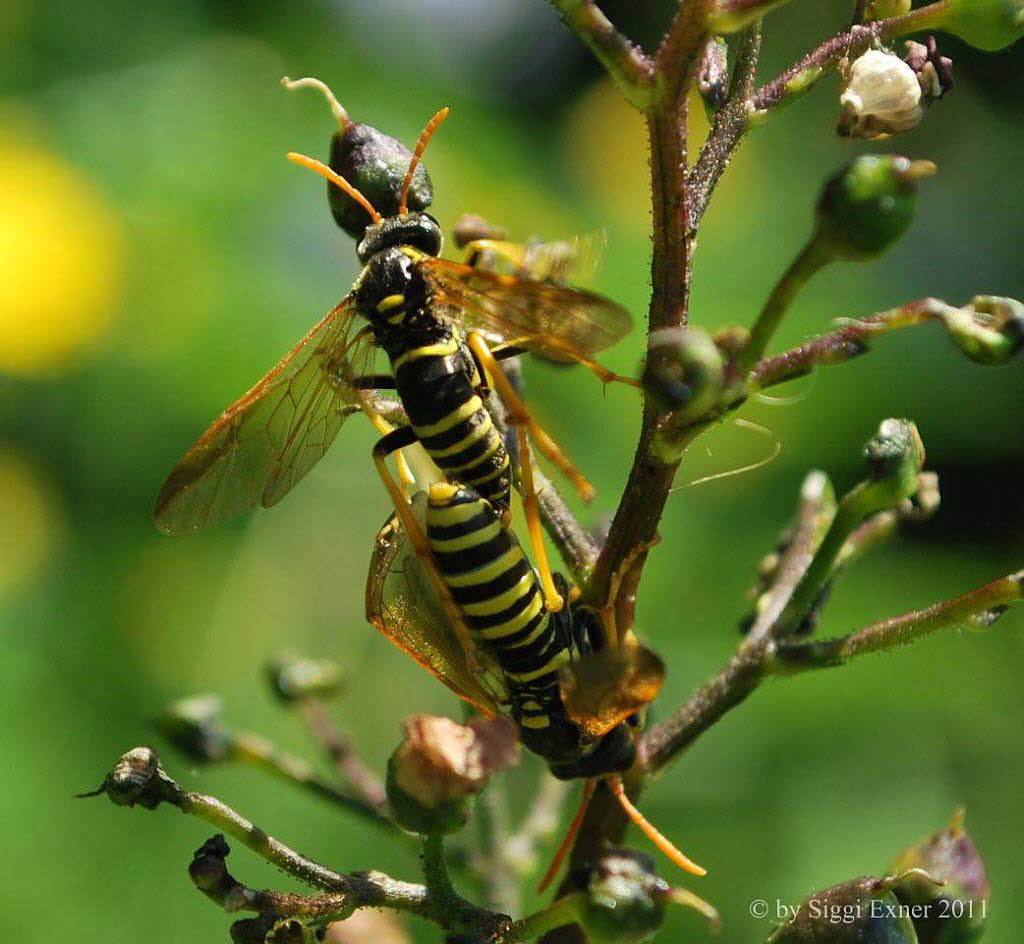 Braunwurz-Blattwespe Tenthedro scophulariae