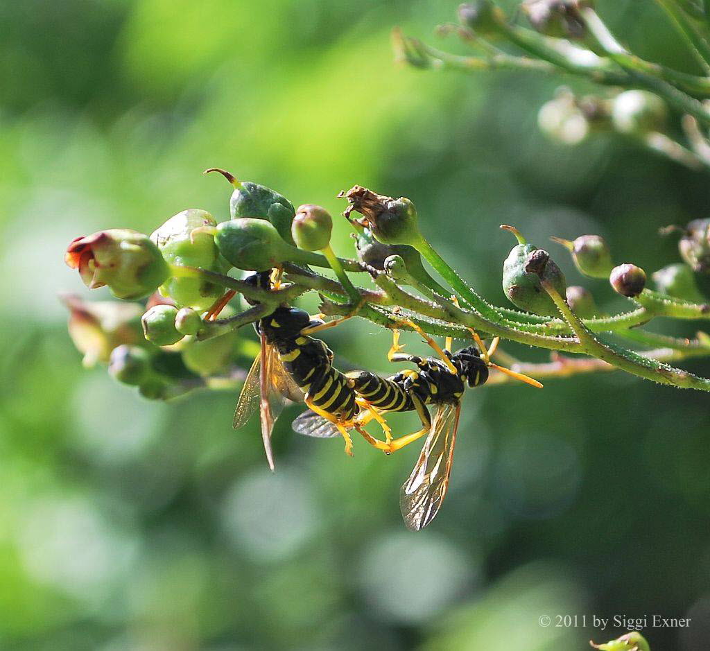 Tenthedro scophulariae Braunwurz-Blattwespe 