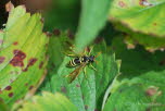 Tenthedro scophulariae Braunwurz-Blattwespe 